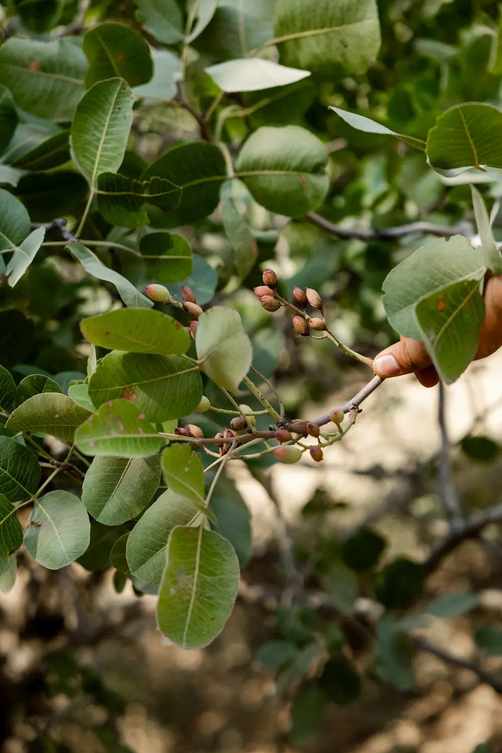 Wilde Pistazien am Baum