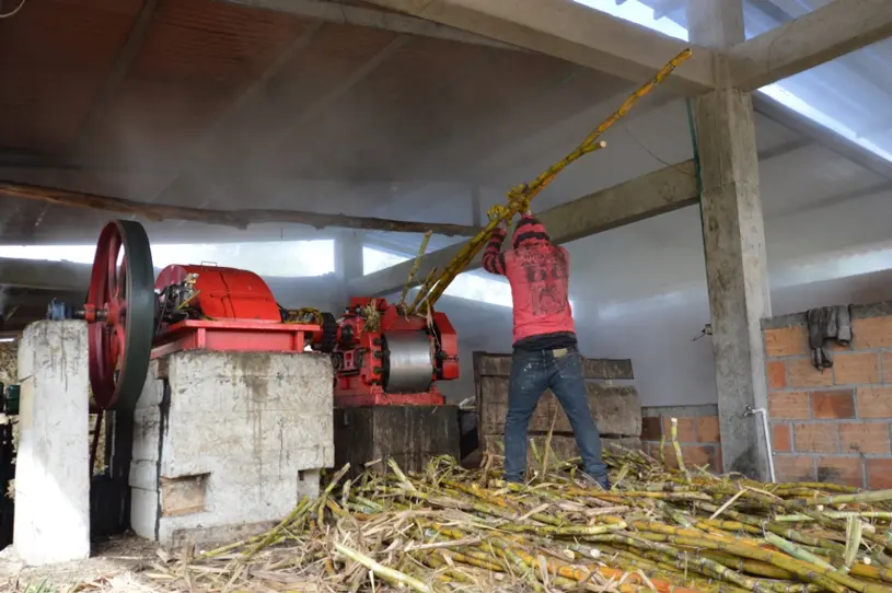 Zuckerrohrbauer beim Pressen des Zuckerrohrsafts Zuckerrohrbauer beim Pressen des Zuckerrohrsafts