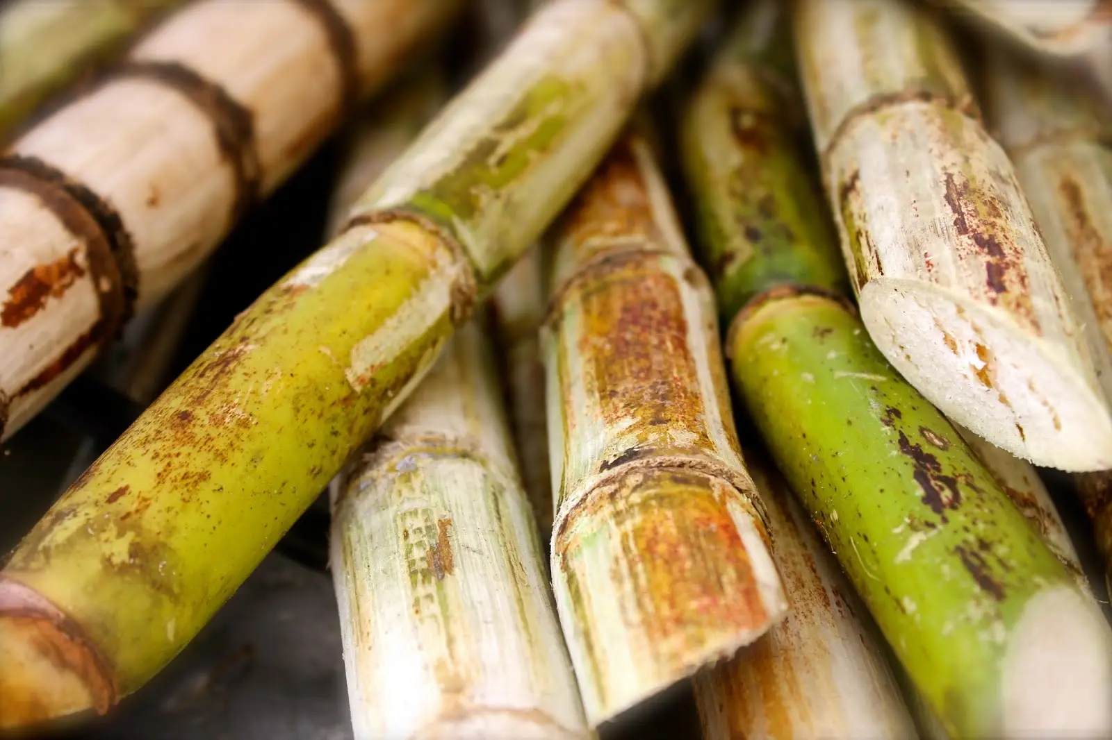 geschnittene Zuckerrohre geschnittene Zuckerrohre