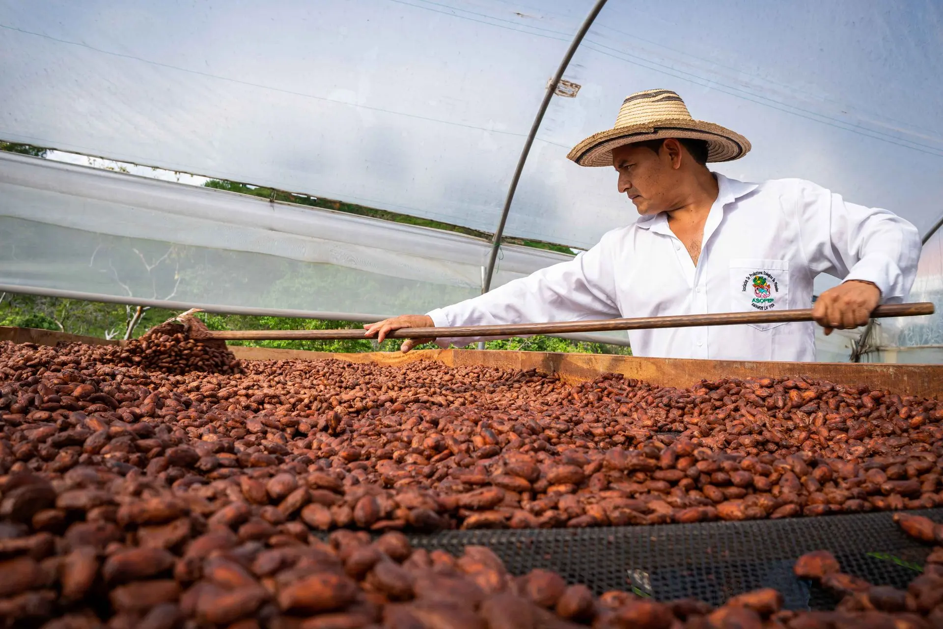 Schokoladenproduzent beim Trocknen der Kakaobohnen, Equiori, Kolumbien Schokoladenproduzent beim Trocknen der Kakaobohnen, Equiori, Kolumbien