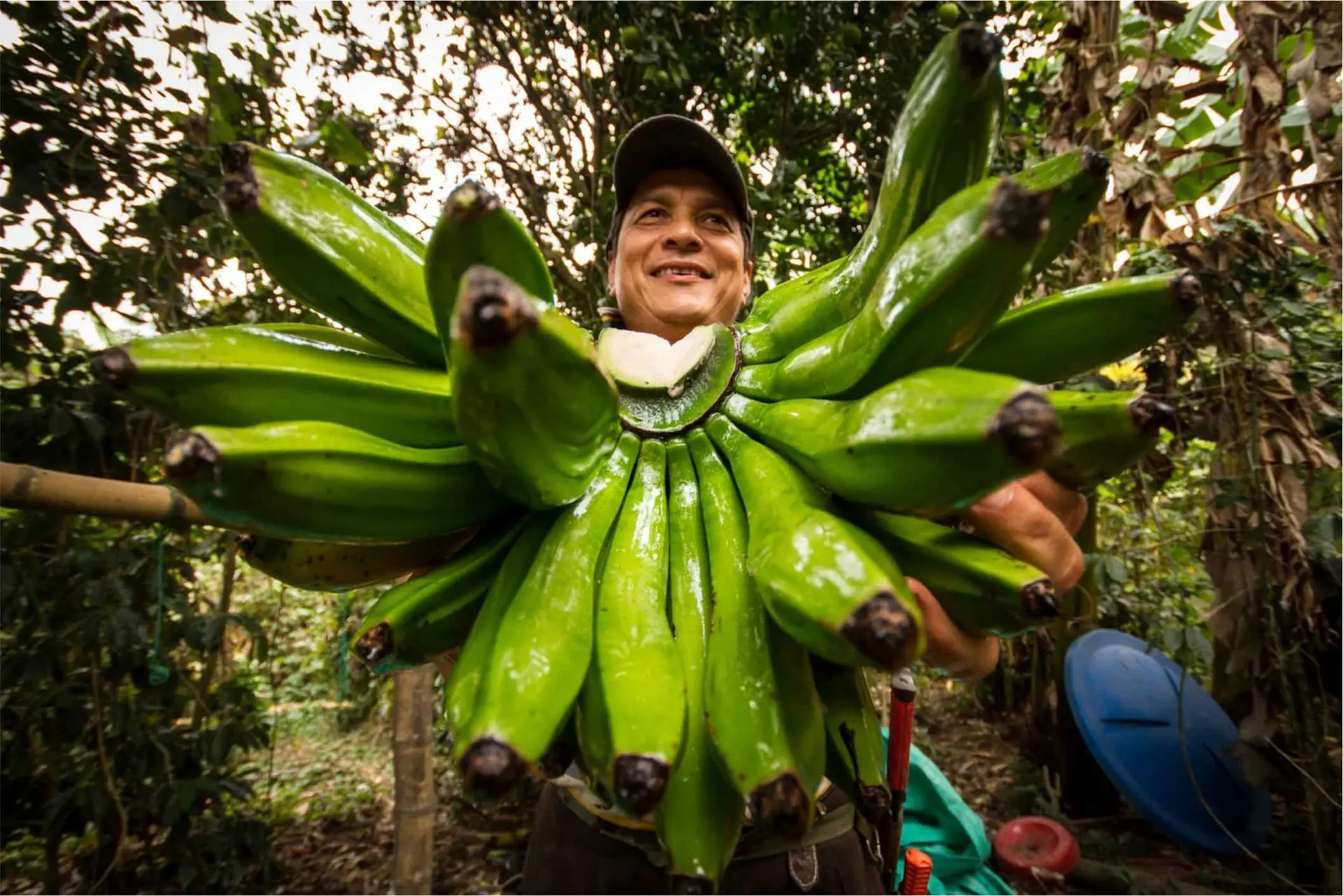 Bananenproduzent Orlando Rodriguez, Tolima, Kolumbien