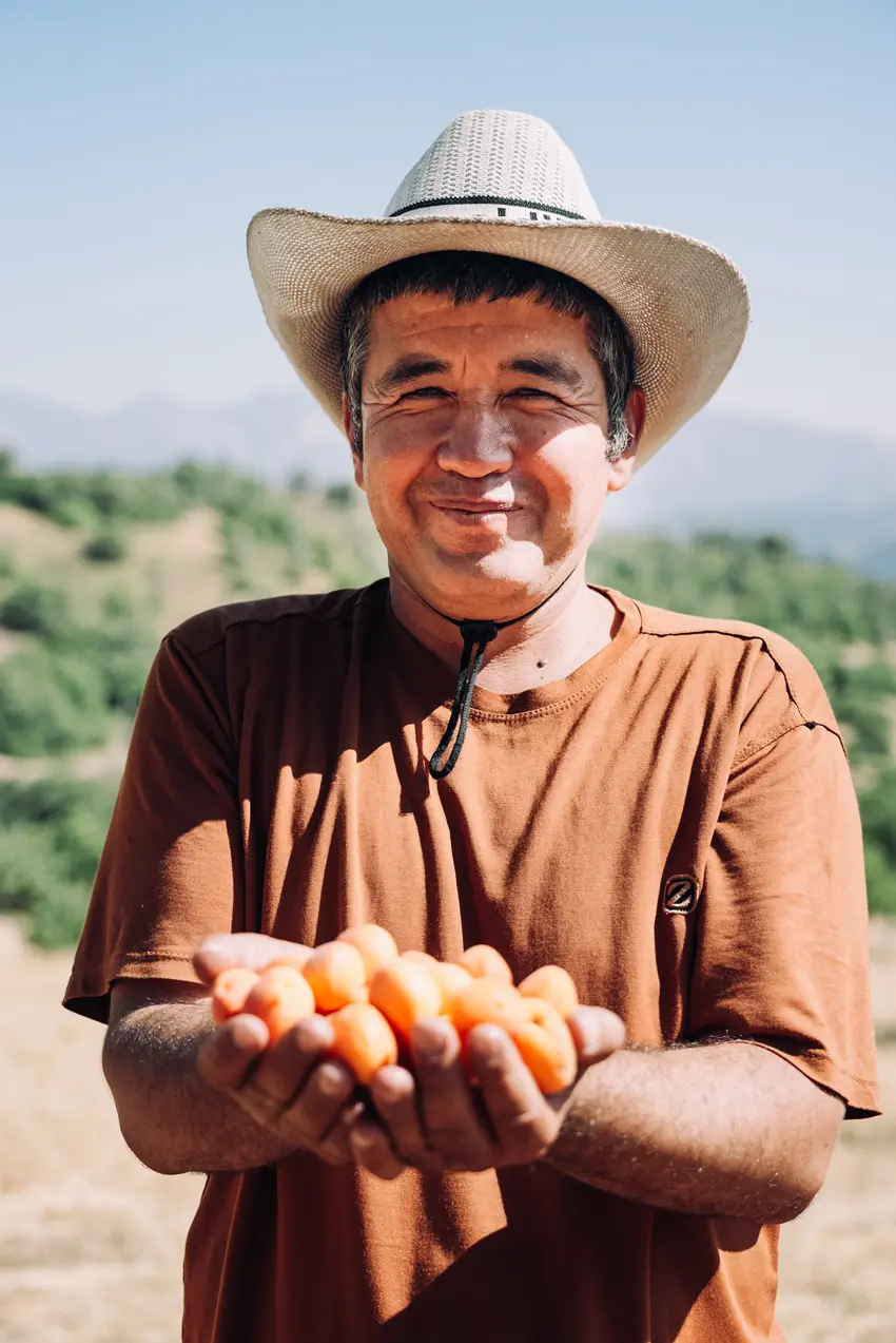 Usbekischer Sammler von wilden Aprikosen