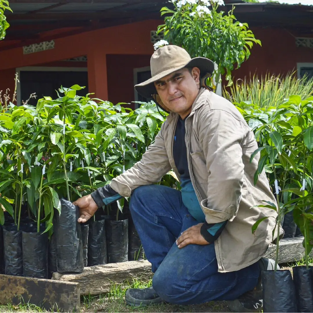 Kleinbauer beim Pflanzen von Mangobäumen