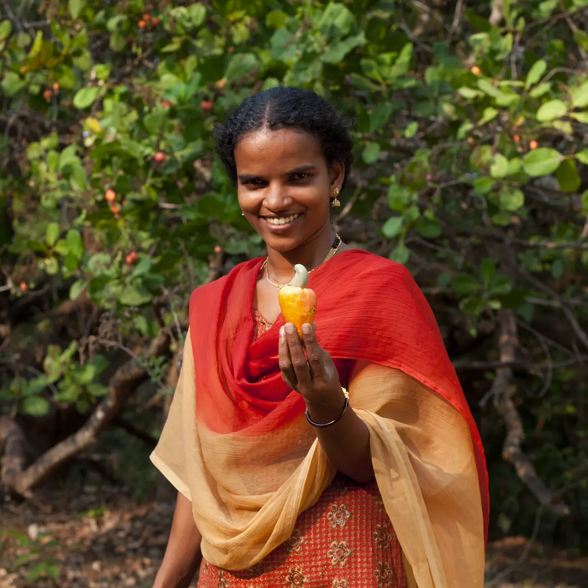 Indische Cashewbäuerin zeigt Cashewapfel mit Cashewkern