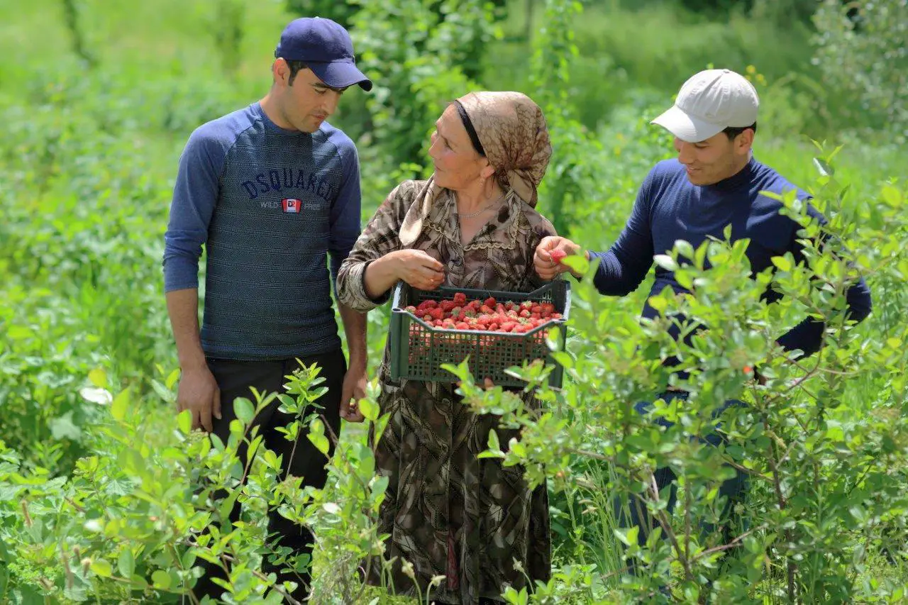Usbekische Beernproduzent:innen 