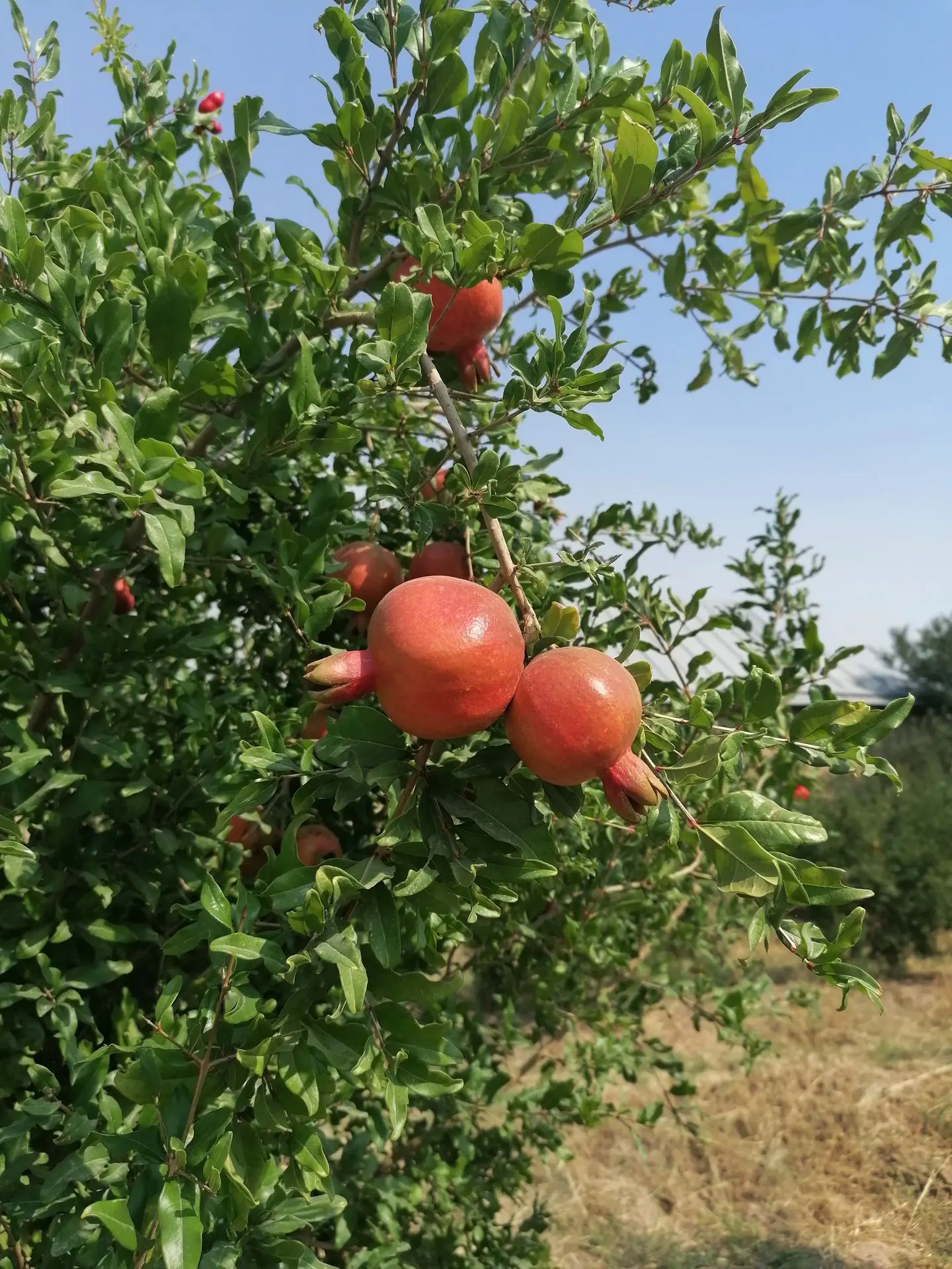 Granatäpfel am Baum, Usbekistan, Region Varganza