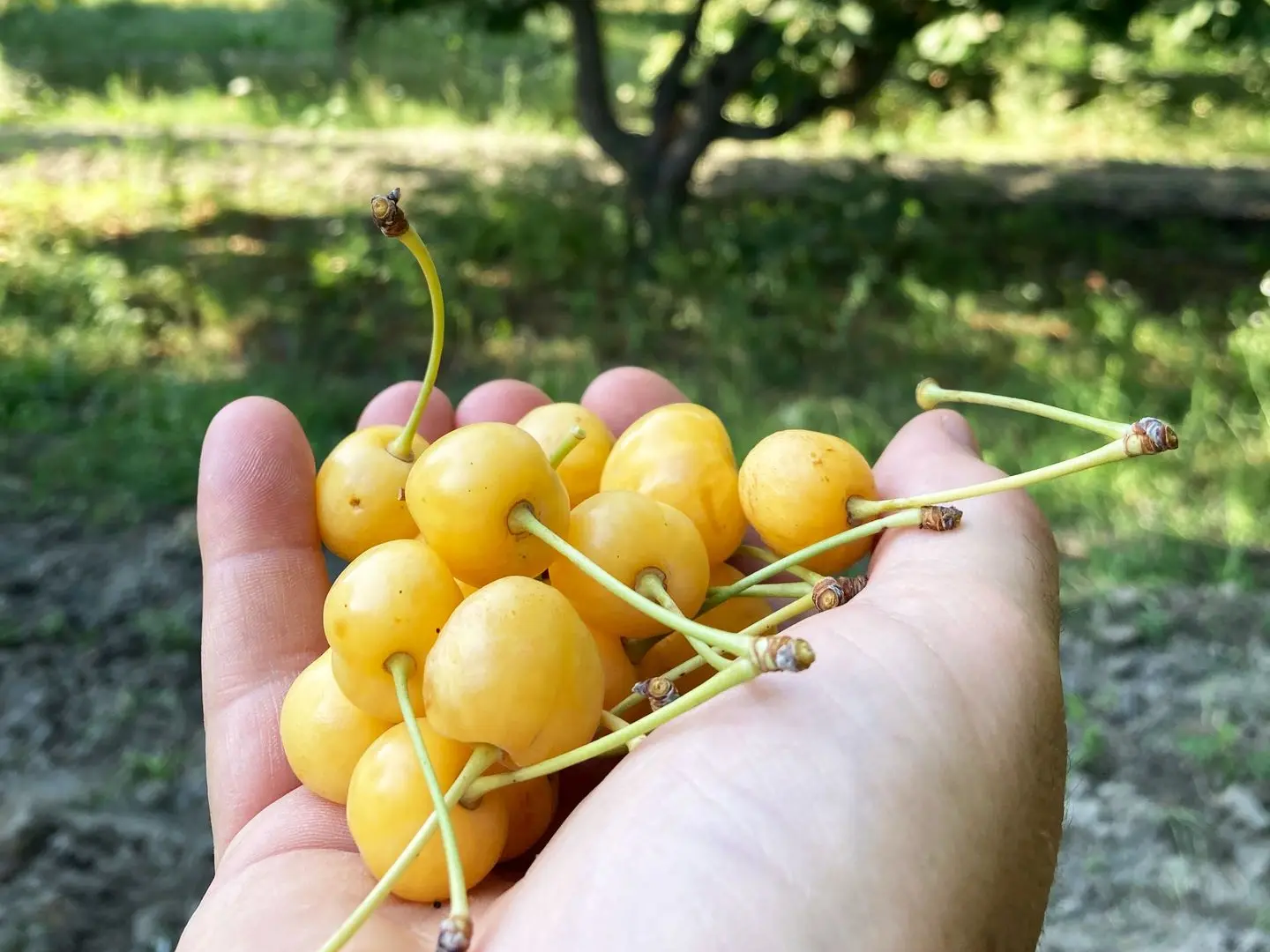 Goldkirschen, Usbekistan