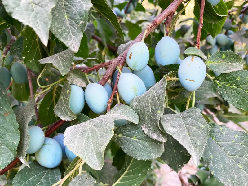 Wilde Pflaumen, Usbekistan