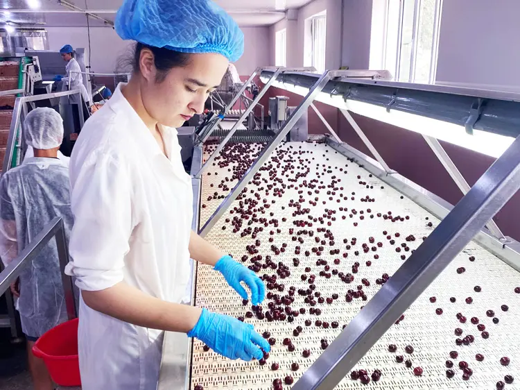 Sortierung Sauerkirschen, Silk Road Organik Foods