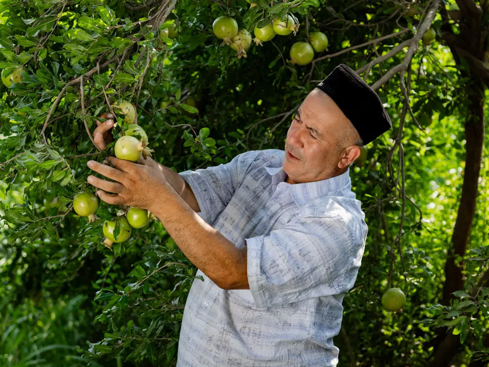 Melikov Rakhmat, Granatapfelproduzent