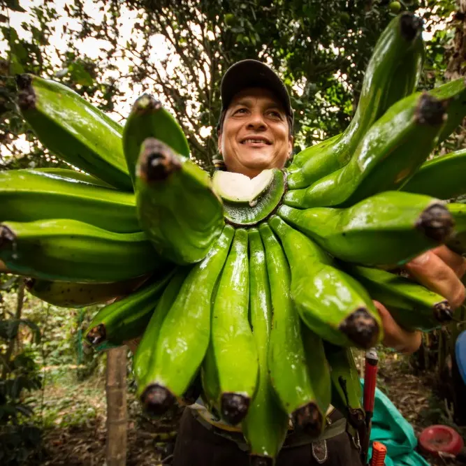 José Orlando Rodríguez Bananenproduzent, Tolima José Orlando Rodríguez Bananenproduzent, Tolima