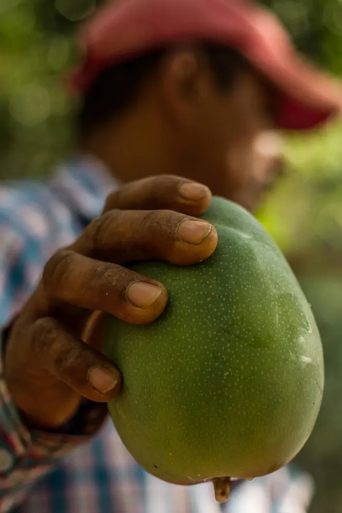 Mangoproduzent Fruandes Mangoproduzent Fruandes