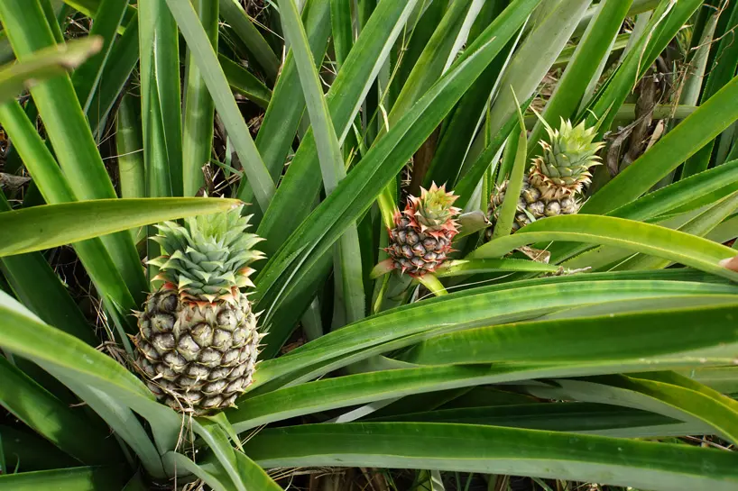 Ananas im Wachstum Ananas im Wachstum