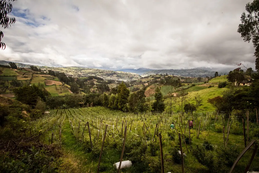 Fruandes Physalisfeld Narino lR Fruandes Physalisfeld Narino