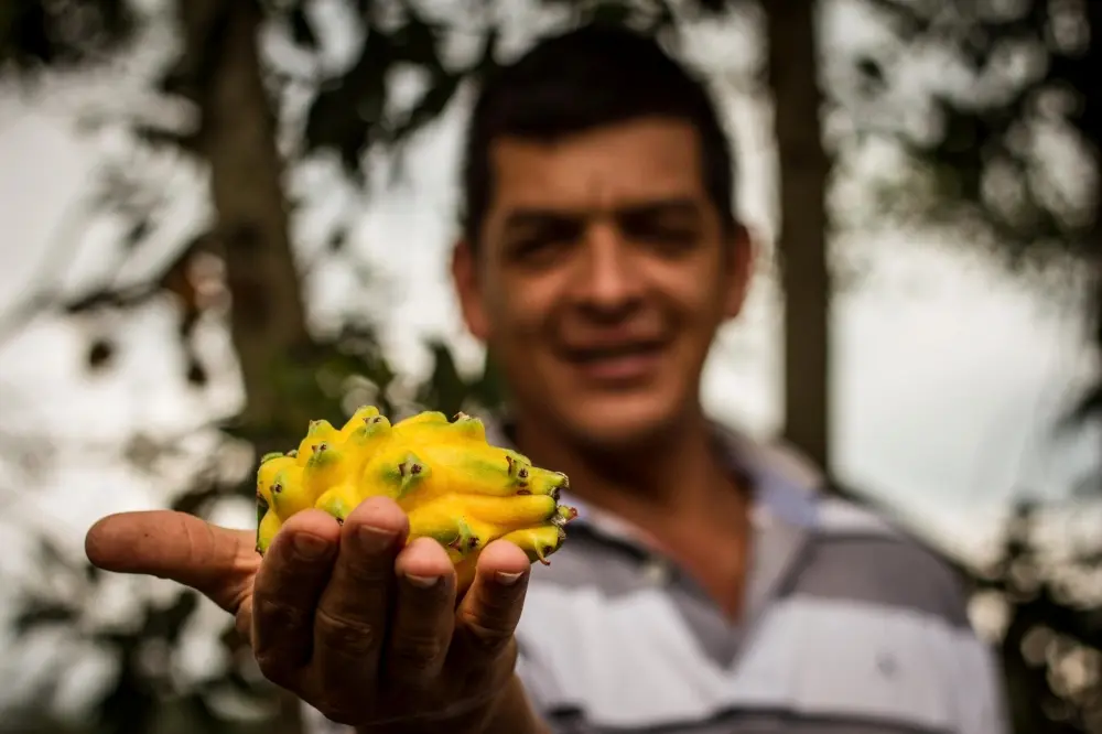 Fruandes Simon Valencia Drachenfruchtproduzent Fruandes Simon Valencia Drachenfruchtproduzent