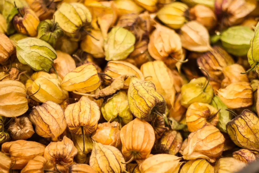 Fruandes Physalis mit Hülle Fruandes Physalis mit Hülle