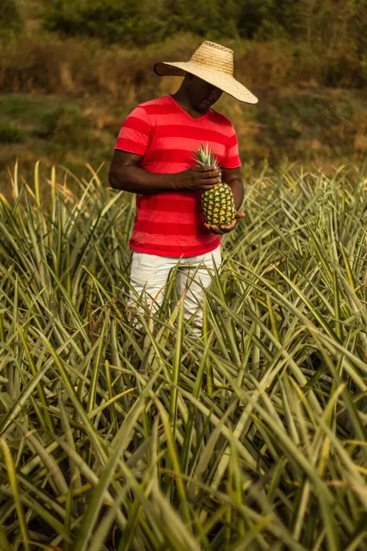 Fruandes Cesar Balanta Ananasproduzent Fruandes Cesar Balanta Ananasproduzent