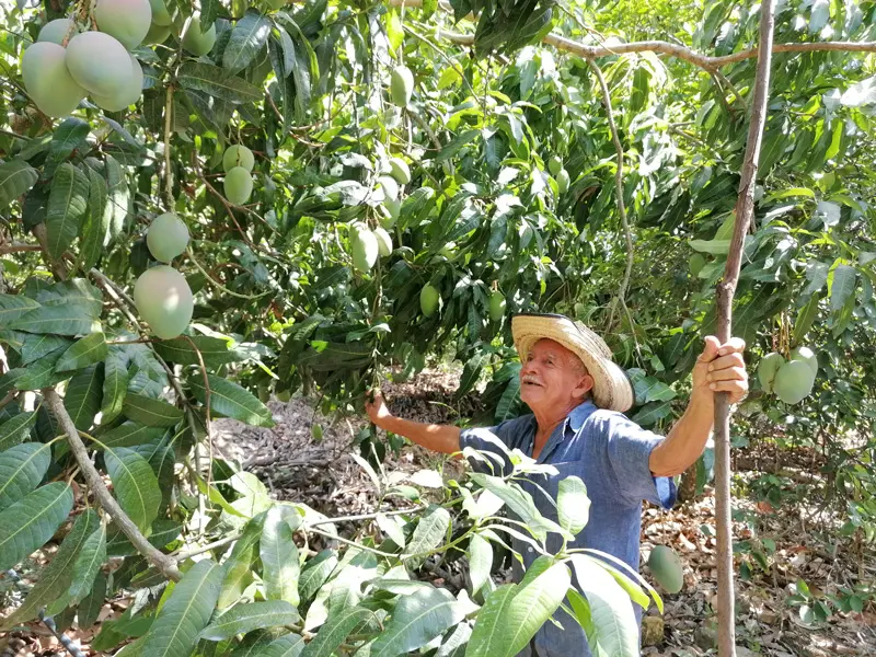 Israel Porras Mangoproduzent Israel Porras Mangoproduzent