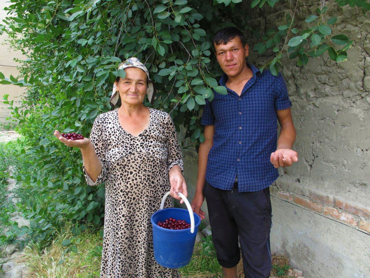 Bäuerin Sophia Shamshieva mit Sauerkirschen-Ernte