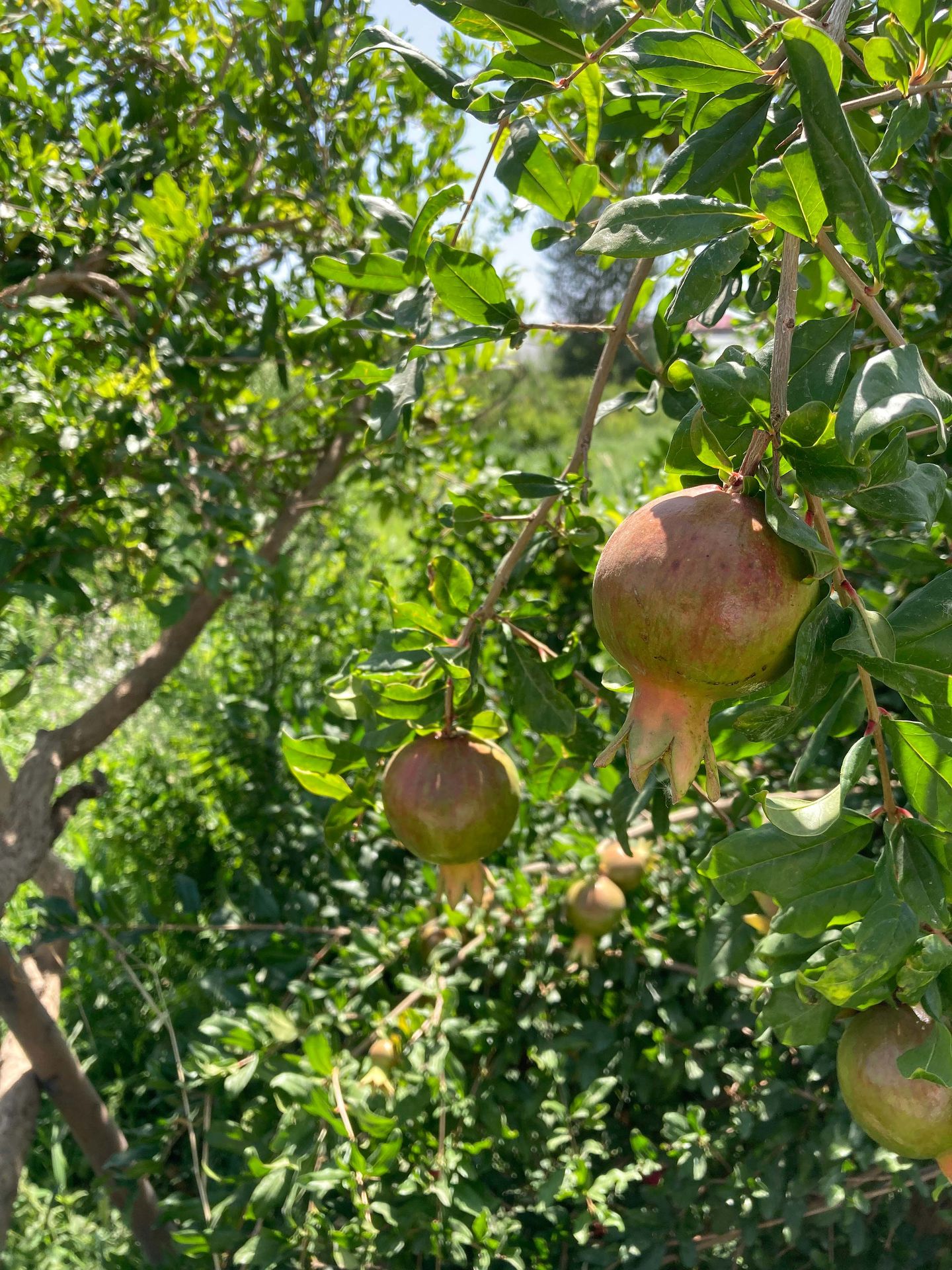 Granatäpfel, noch nicht ganz reif