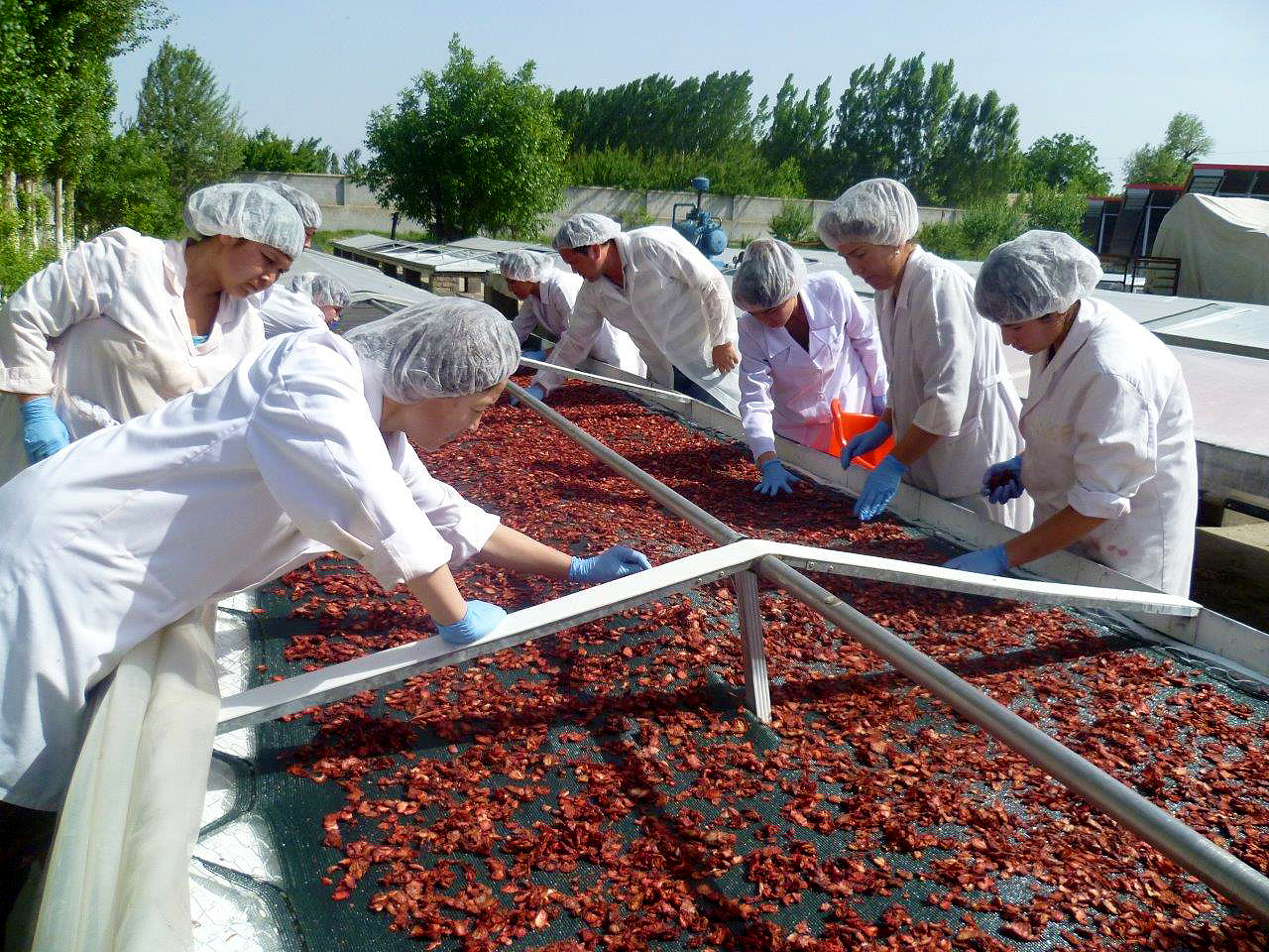 Erdbeeren werden an der Sonne getrocknet