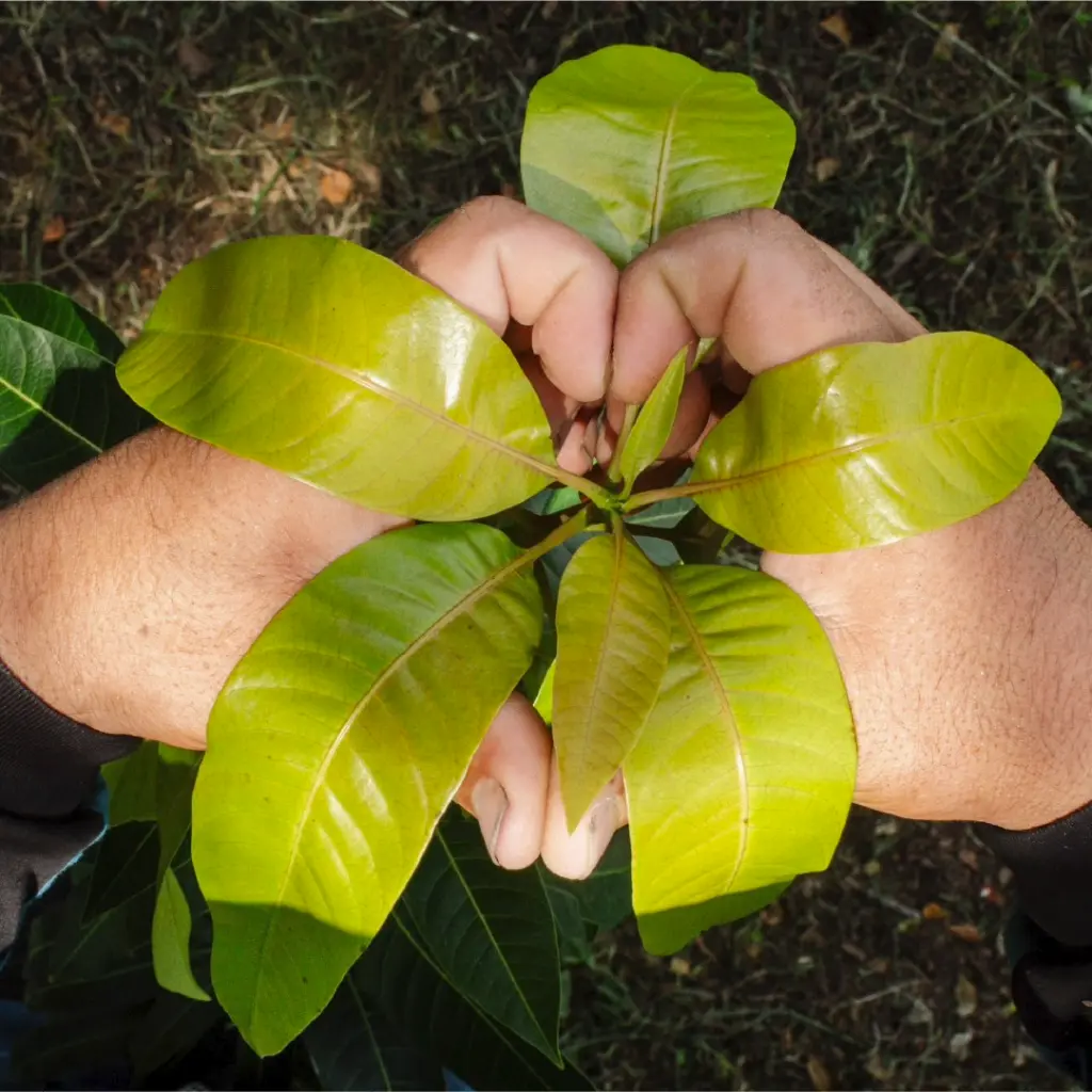 Baumspende-Kampagen 5.webp