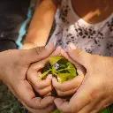 Baumspende-Kampagen 4.webp